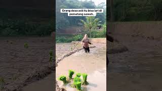 Download lagu petani muda cantik  #shorts #petani #sawah #jandadesa #villagelife mp3