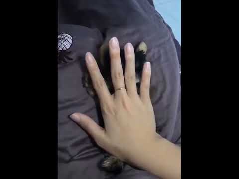 funniest animal videos of 2022 - funny golden retriever dogs and cutest golden puppies  V.18447 #fu