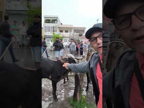 Na feira de animais de Umbuzeiro PB 18/07/2026