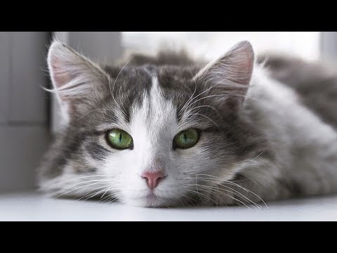 How to Detangle Cat Fur - Taking Care of Cats