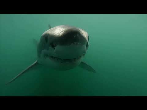 White Shark underwater