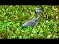 A Great Blue Heron Eats A Snake After Shaking It Dozens Of Times To Paralyze It Final 3 Minutes