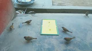 Can birds trap simple Rat Glue board? | trap using net |