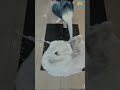 Cleaning SATISFYING VERY DIRTY PERSIAN CARPET Shorts