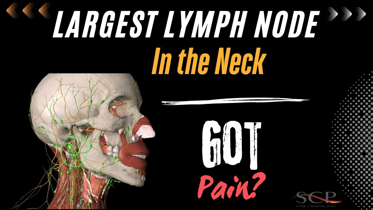 Largest Lymph Node In The Neck