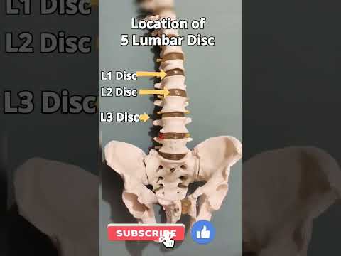 Location of 5 Lumbar Disc #shorts #lumbar #disc #spine #health #lumbarspine