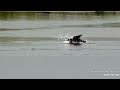 Mississippi River Flyway Cam. Eagle taking a bath - explore.org 09-04-2021