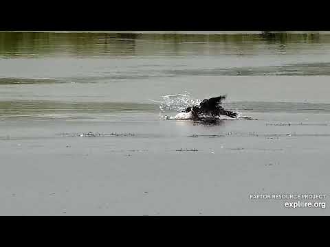 Mississippi River Flyway Cam. Eagle taking a bath - explore.org 09-04-2021