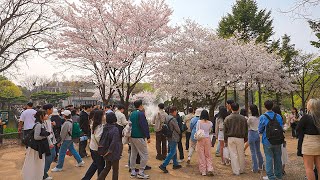 Walk through Seoul Forest Park full of people and Cherry Blossoms | 4K HDR