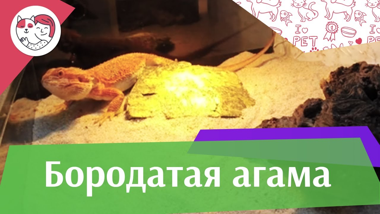 Бородатая агама Содержание вода и обогрев на iLikePet