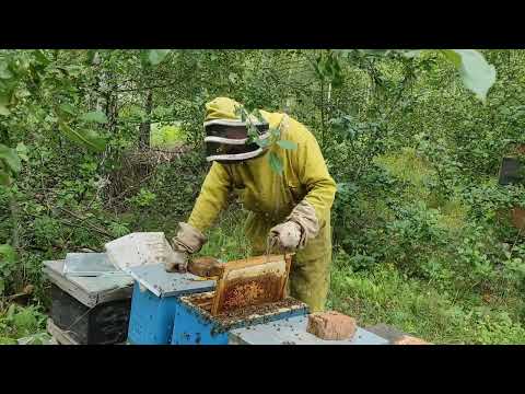 Почему в конце лета так много нектара, и как это влияет на пчел? Разбираемся вместе с пчеловодом.
