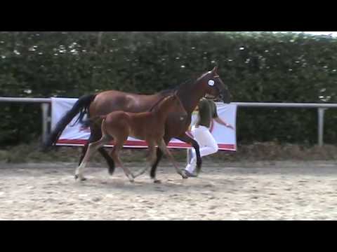 HF v. Ogano Sitte / Cassini II