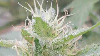 I love growing marijuana