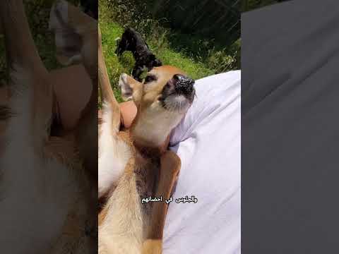 تربية صغير غزال