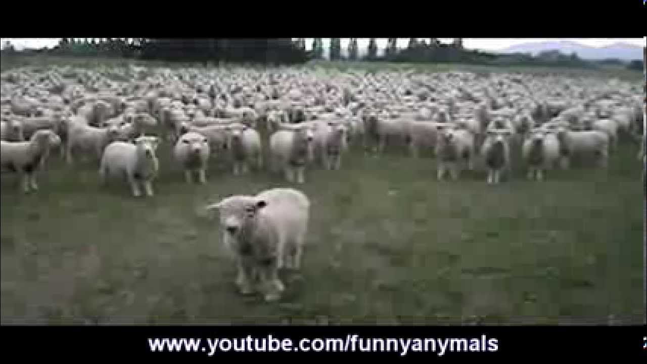 ��������� ����� �� ����� - ��� ������ ����