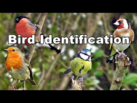 Garden Bird Identification Video -  UK Garden Birds ID and Names