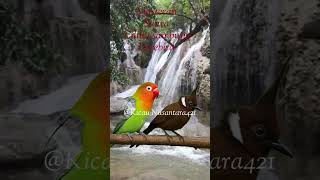 Download lagu Suara Masteran Cililin Sambung Lovebird   Gemericik Air Bikin Gacor Cepat! mp3