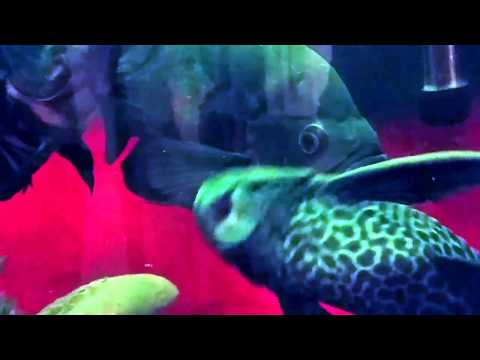 A Bad Lip Reading...Tropical Fish Style - Episode 2