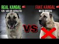 Kangal Vs Anatolian Shepherd Exposing The Truth