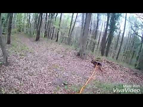 Mantrailin 08-04-2018