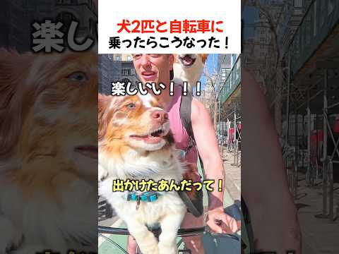 犬2匹と自転車に乗ったらこうなった！