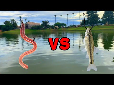 WORMS VS MINNOWS - What Bait Catches More Fish?