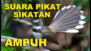 Download lagu Suara pikat sikatan kipas ampuh untuk panggil burung liar cepat datang mp3 Download lagu Suara pikat sikatan kipas ampuh untuk panggil burung liar cepat datang mp3