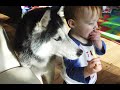 Mishka The Snack Thief Siberian Husky Dog