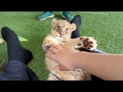 [Fierce Beasts] Playing With Baby Lions Was Pure HEAVEN! | Akiyoshidai Safari Land🦁