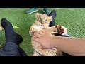 Fierce Beasts Playing With Baby Lions Was Pure HEAVEN Akiyoshidai Safari Land