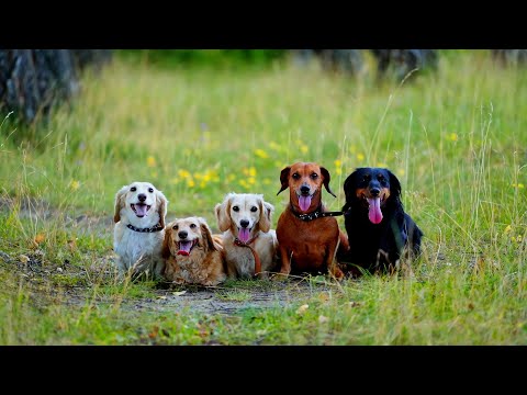 Naš odnos prema životinjama govori kakvi smo prema ljudima