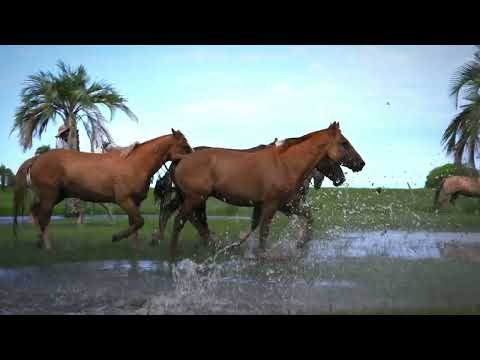 Estancia Don Joaquin: A Luxurious Horseriding Vacation in Argentina | 2024 Travel Guide