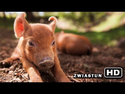 Trailer filmu Nasze miejsce na ziemi