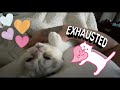 PLAYFUL CURIOUS SCOTTISH FOLD KITTEN WATCH UNTIL THE END SAZONDEPUERTORICO