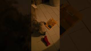 Download lagu POV:You caught Kurdapya trying to sneak some extra treats when she thought no one was looking 🤭🐶🍪 mp3