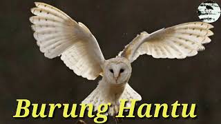 Download lagu Suara burung Hantu yg menakutkan ( tyto alba ) mp3 Download lagu Suara burung Hantu yg menakutkan ( tyto alba ) mp3