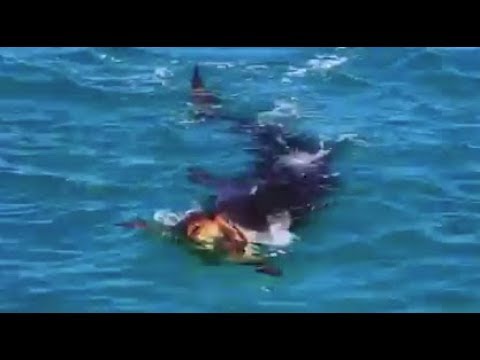 Tiger Shark vs Turtle