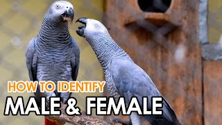 Easily Identify Male & Female Gray Parrot | Best Identification Tips For Gray Parrot