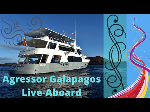 Galapagos Aggressor Live Aboard | Video courtesy of the Crew￼ | Worth every penny spent