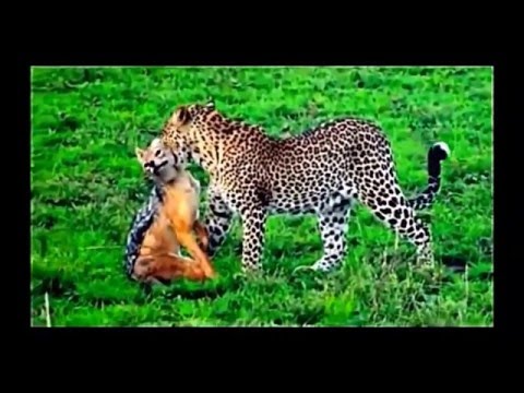 download lagu mp3 mp4 Leopart, download lagu Leopart gratis, unduh video klip Leopart