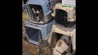 Video preview image #2 Border-Aussie Puppy For Sale in BLUE RIVER, WI, USA