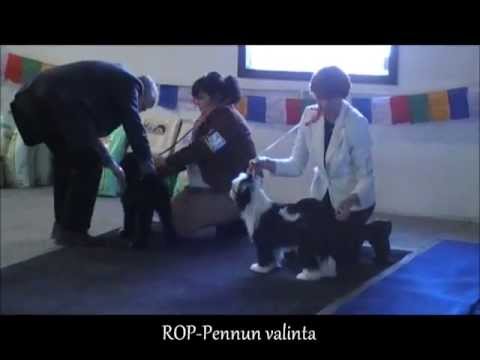 Tiibetinterrierien Open Show 7.3.2010