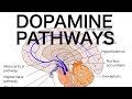Dopamine Pathways Antipsychotics And EPS