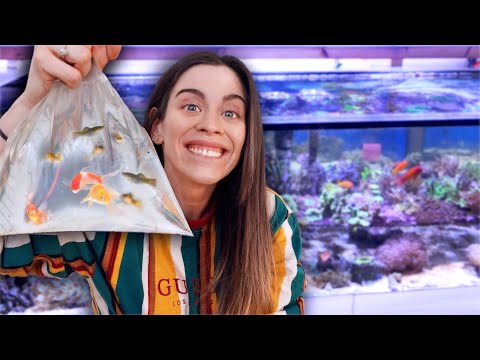 Ich kaufe 24(!) FISCHE & ein AQUARIUM! Einrichten, Pflanzen einsetzen