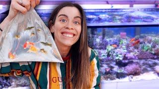 Ich kaufe 24(!) FISCHE &amp; ein AQUARIUM! Einrichten, Pflanzen einsetzen