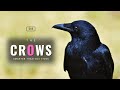 Crows Smarter Than You Think Hindi Infinity Stream