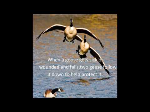 Wisdom of the Geese Final