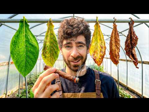 Growing Tobacco & Rolling Cigars: Step-by-Step Guide & Transcript