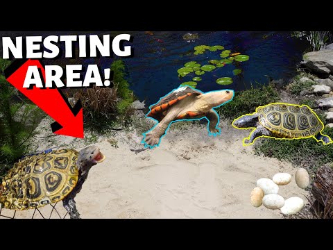 DIY NESTING BEACH For My TURTLES!