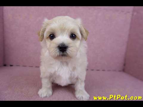 11/06馬爾泰迪公幼犬(屏東市)